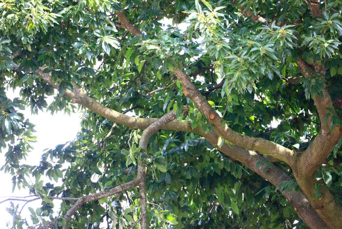 Buurtbewoners halen auto's weg voor gevaarlijk hangende tak