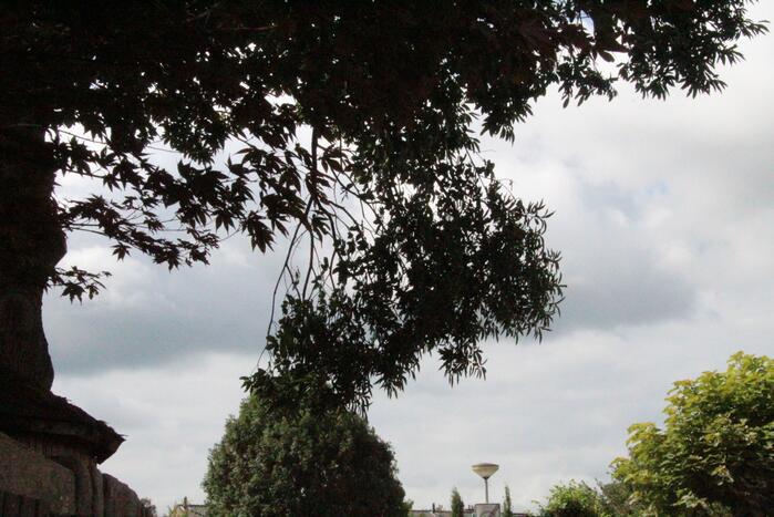 Buurtbewoners halen auto's weg voor gevaarlijk hangende tak