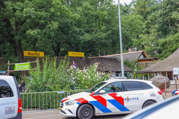 Twee wolven in Dierenpark Amersfoort ontsnapt uit hun verblijf