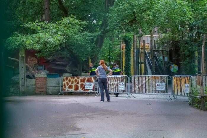 Twee wolven in Dierenpark Amersfoort ontsnapt uit hun verblijf