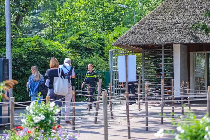 Twee wolven in Dierenpark Amersfoort ontsnapt uit hun verblijf