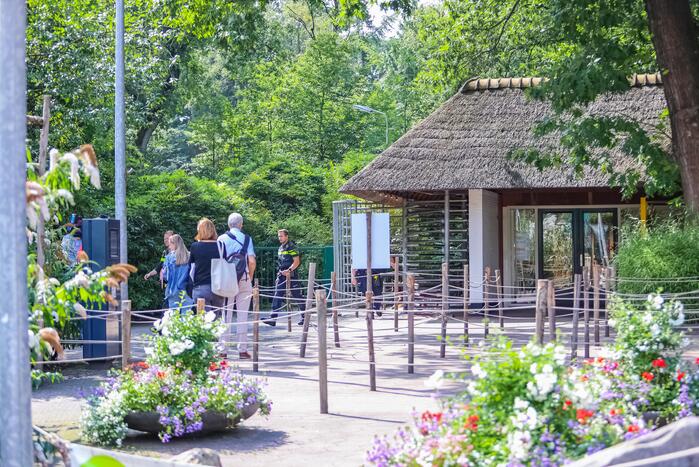 Twee wolven in Dierenpark Amersfoort ontsnapt uit hun verblijf