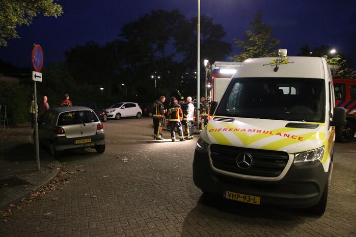 Duif met visdraad om poot gered uit boom