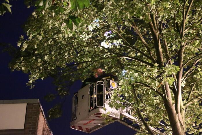 Duif met visdraad om poot gered uit boom