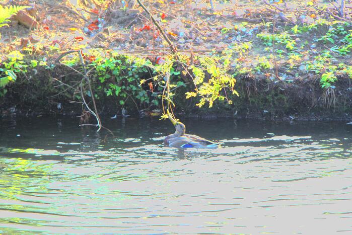 Brandweer redt eend in problemen