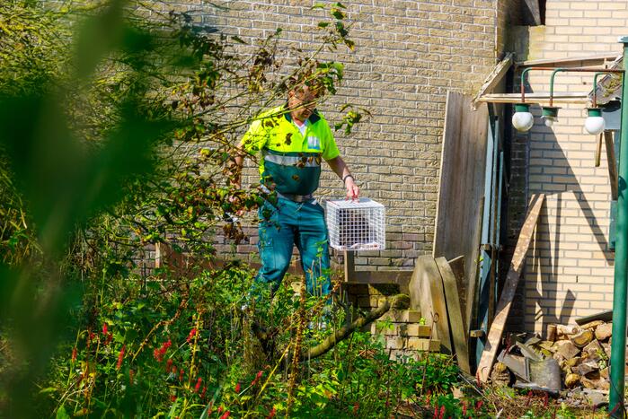 Kat twee dagen vast tussen spouwmuren