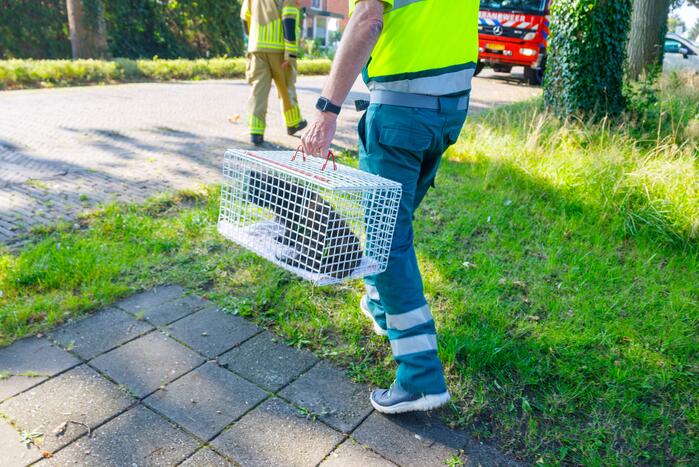 Kat twee dagen vast tussen spouwmuren