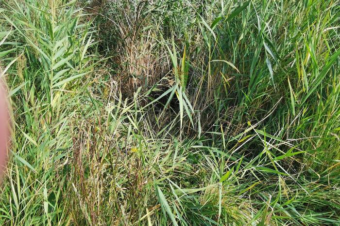 Scootmobieler ligt 45 minuten in riet