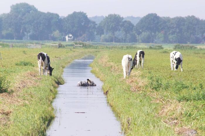 Koe belandt in sloot