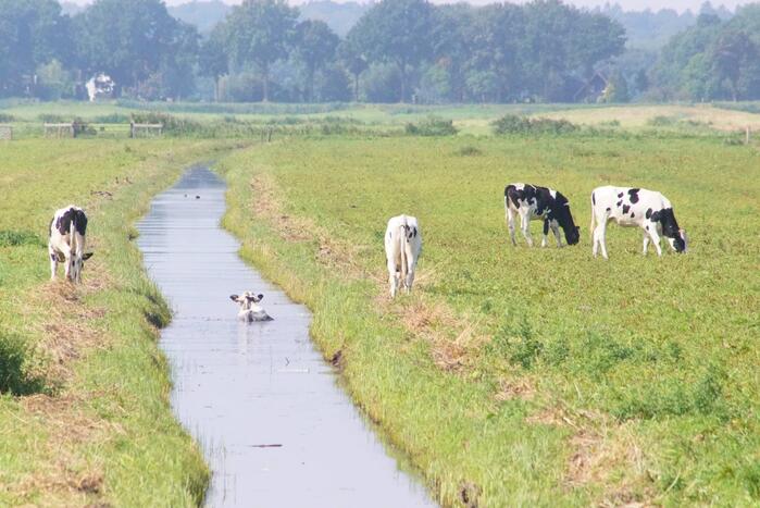 Koe belandt in sloot