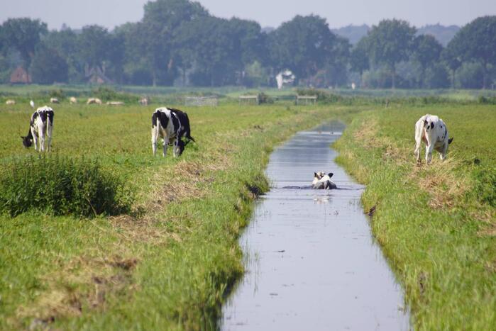Koe belandt in sloot