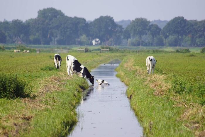 Koe belandt in sloot