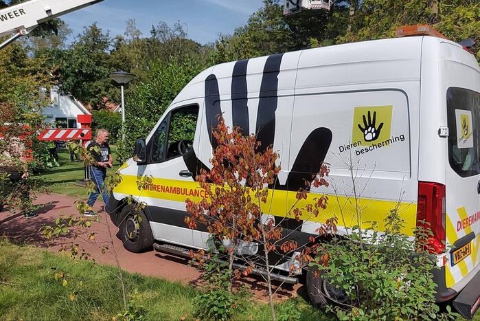 Brandweer bevrijdt duif uit boom op vakantiepark Landal