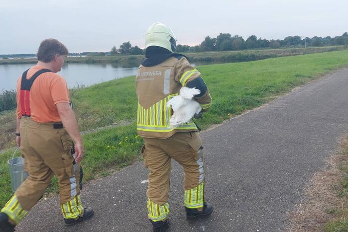 Zwaan komt vast te zitten achter hek