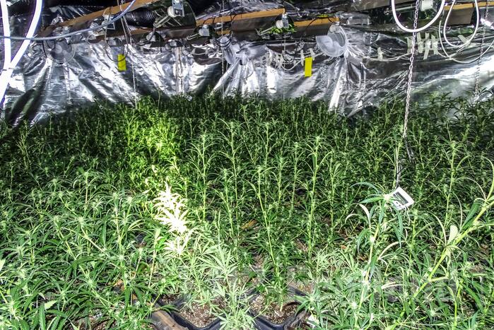 De politie heeft zondagavond op de Anerweg-Zuid in Lutten een hennepplantage ontdekt.