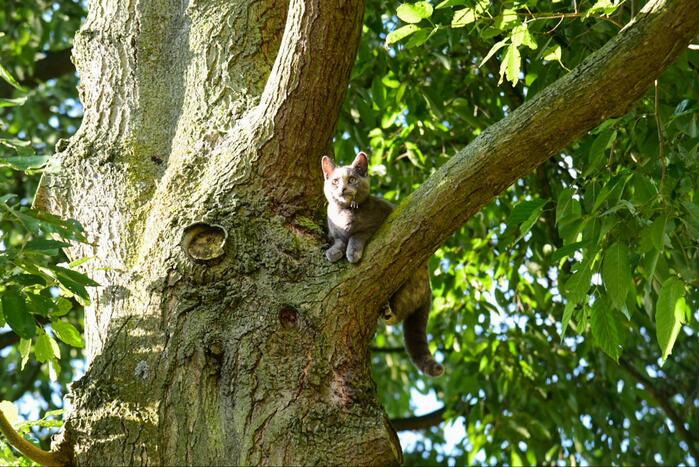 Brandweer haalt kat uit de boom