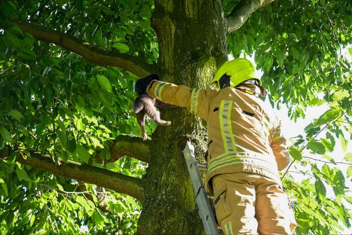 Brandweer haalt kat uit de boom