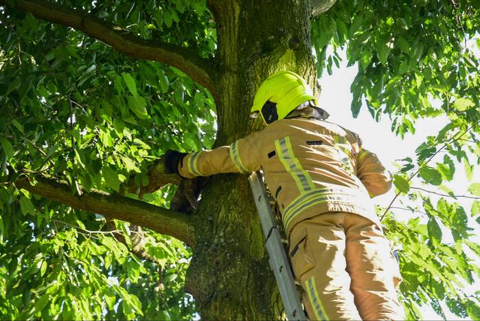 Brandweer haalt kat uit de boom
