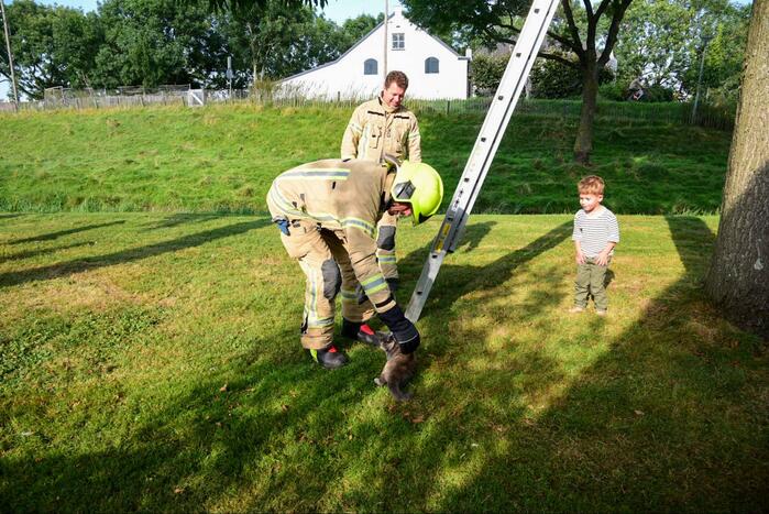 Brandweer haalt kat uit de boom