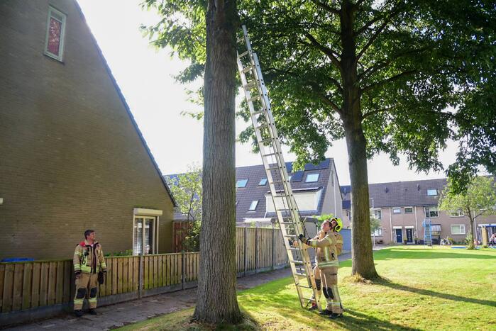 Brandweer haalt kat uit de boom