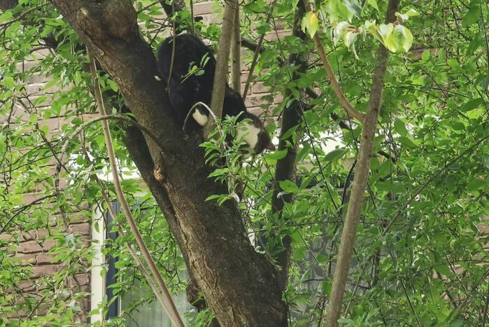 Kat kiest hazepad na reddingsactie brandweer