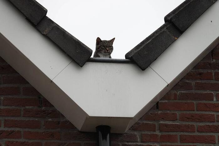 Kat uit de dakgoot gehaald