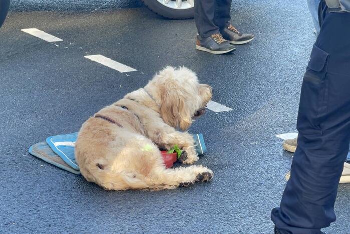 Hond gewond bij ongeval met twee auto's