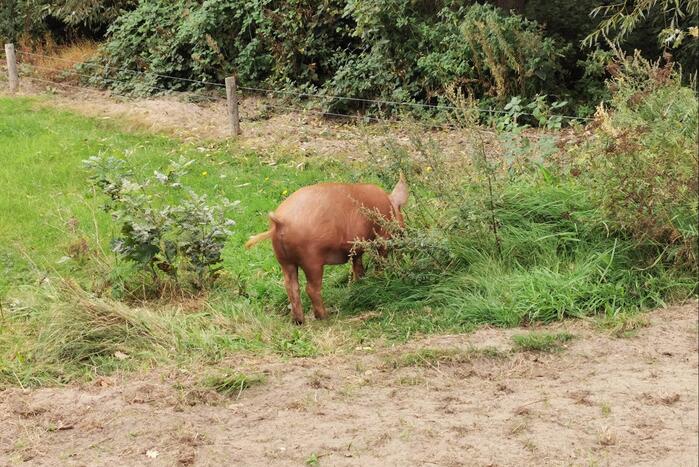 Varken ontsnapt uit weiland