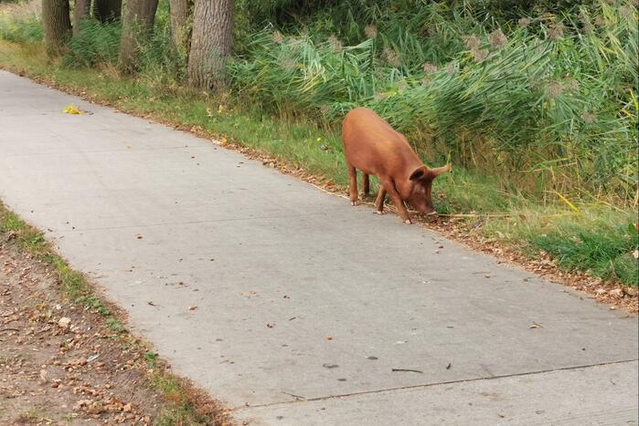Varken ontsnapt uit weiland