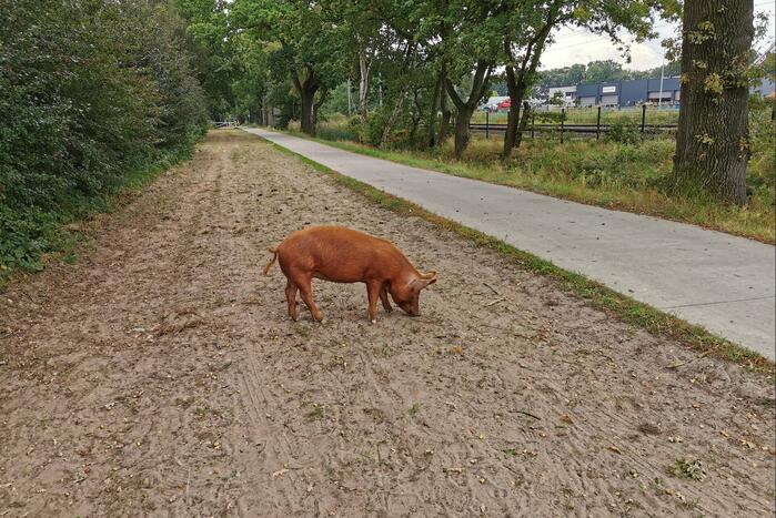 Varken ontsnapt uit weiland