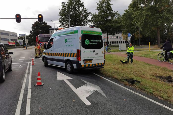 Brandweermannen schieten dierenambulance te hulp