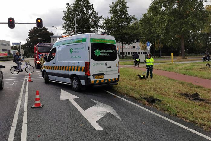 Brandweermannen schieten dierenambulance te hulp