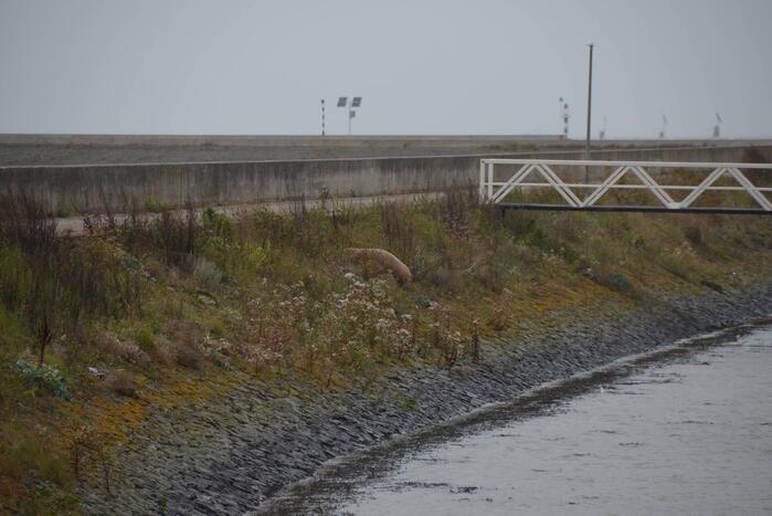 Gespotte walrus trekt veel bekijks