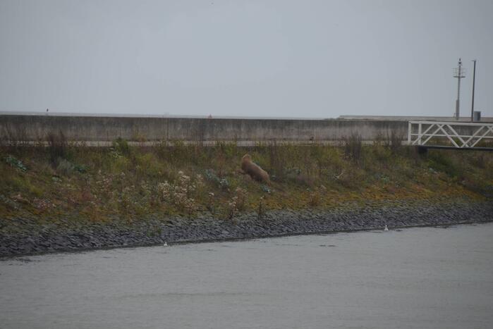 Gespotte walrus trekt veel bekijks