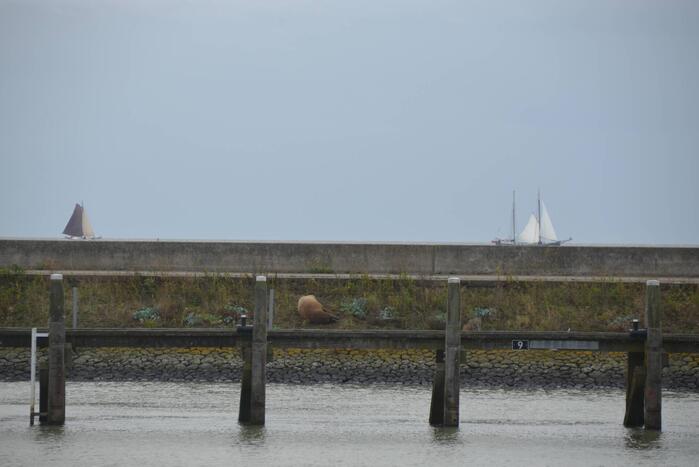 Gespotte walrus trekt veel bekijks