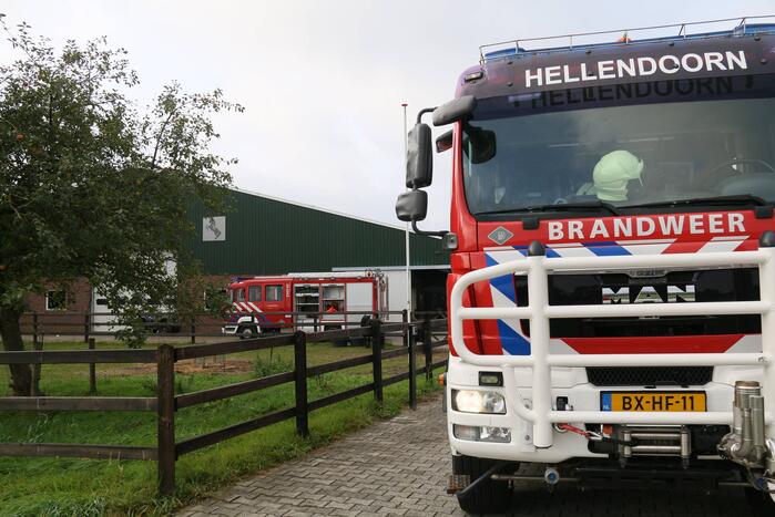 Brandweer bevrijdt paard uit benarde positie