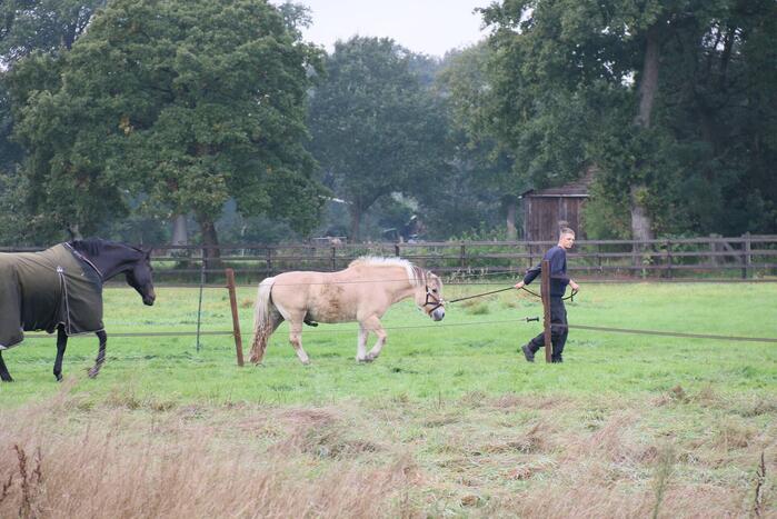 Brandweer bevrijdt paard uit benarde positie