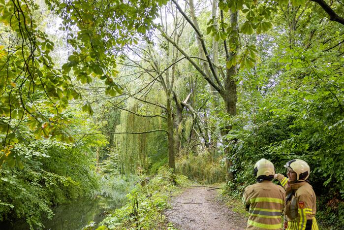 Enorme tak in bosgebied afgebroken boven voetpad
