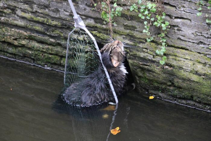 Brandweer bevrijdt kat uit gracht
