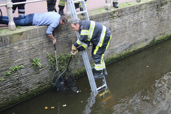 Brandweer bevrijdt kat uit gracht