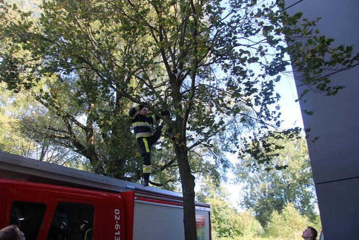 Brandweerman klimt boom in om kat te bevrijden
