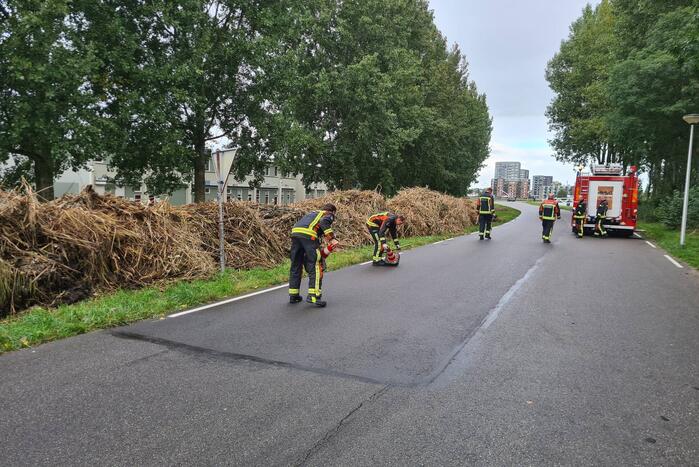 Broei in bergen riet