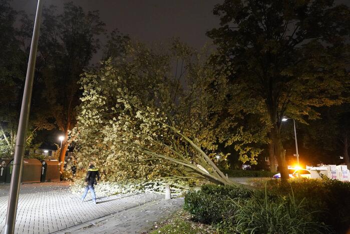 Grote boom valt over weg