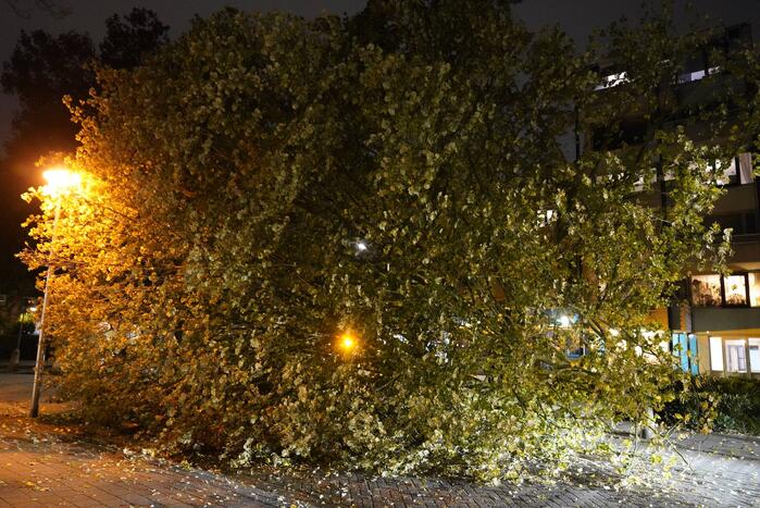 Grote boom valt over weg