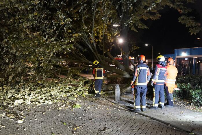 Grote boom valt over weg