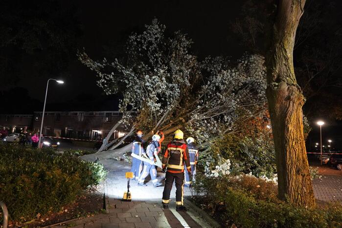 Grote boom valt over weg