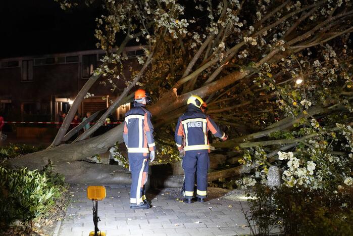 Grote boom valt over weg