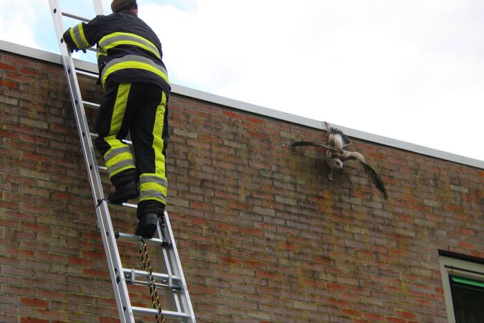 Meeuw vast met poot aan dakrand