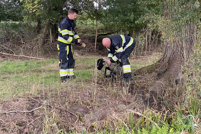 Brandweer redt schaap uit sloot