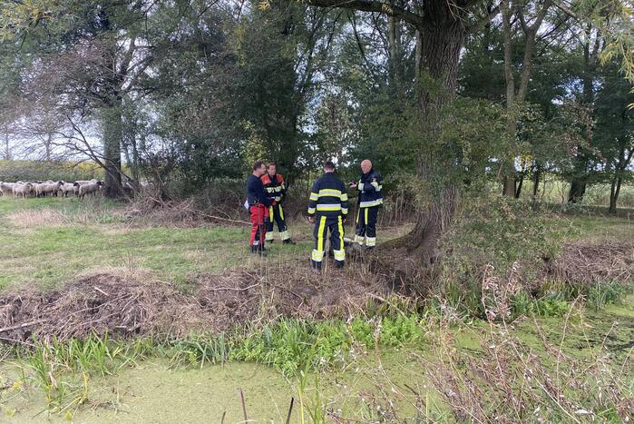 Brandweer redt schaap uit sloot